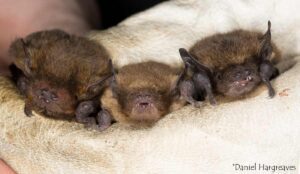 Module A – Introduction to Irish Bats & Their Ecology